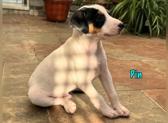 Pin 02/2025 (ESP) - lustiger, kleiner Podenco-Bodeguero Mix Welpe!