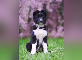 Border collie