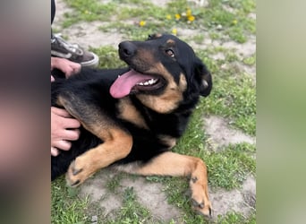 MIMI - traumhafte Schäferhund-Mix-Hündin