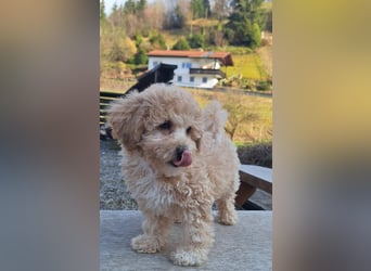 maltipoo Welpen Stammbaum