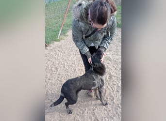 Zecco- ein Wundervoller Hundejunge sucht ein Zuhause