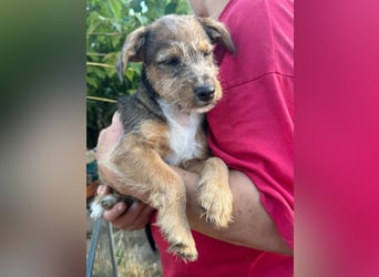Patrik, geboren 10.04.2025, 24cm sucht seine Chance