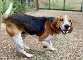 Beagle-Mix Pablito - verspielt und freundlich