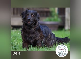 Bela: Stiller Mut und sanftes Wesen