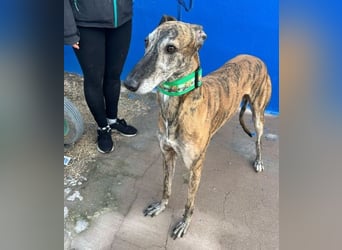 Wally, einfühlsamer verschmuster zugänglicher Galgo Mann