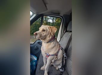 Tzemma - in 74417 Geschwend auf Pflegestelle
