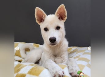 kleine weiße fröhliche Hundedame sucht Körbchen geb. 7 2024, 12 kg