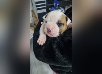 American Bulldog Welpen