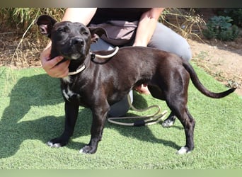 Cisco, Terrier-Mix, lieb und sozial
