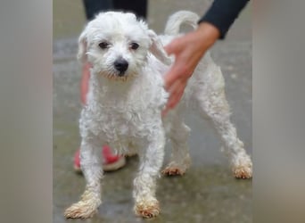 Marley 2, Malteser-Mischling