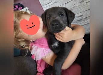 Labradorwelpen