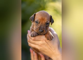 Rhodesian Ridgeback Welpen mit FCI-Ahnentafel