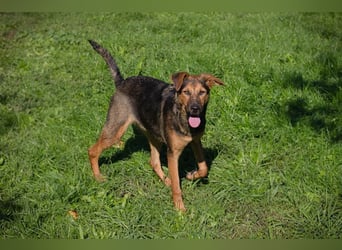 STINA - die aufgeweckte Junghündin liebt es zu spielen und zu kuscheln