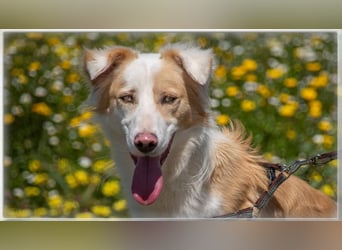 Paky – ein Traumhund aus Portugal