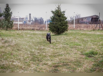 VIKTOR - der Terrier-Mix Rüde träumt von tollen Abenteuern mit seiner eigenen Familie!