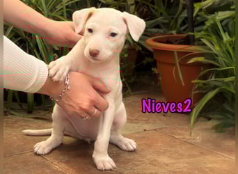 Nieves2 02/2025 (ESP) - kontaktfreudige, süße Podenco-Bodeguero Mix Welpin!