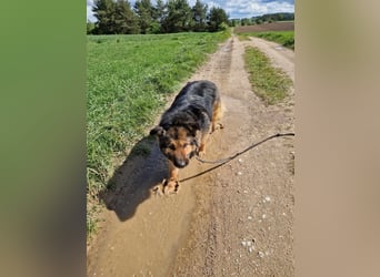 Ein Bärchen an Hündin, MALINA. Einfach nur lieb! SEHR menschenbezogen, ausgeglichen und lieb
