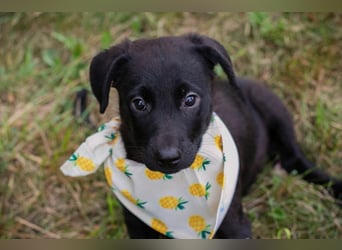 Chip 269791: Hundekind sucht ein Zuhause