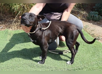 Cisco, Terrier-Mix, lieb und sozial