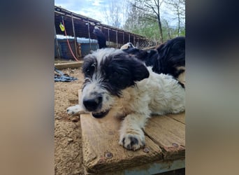 Verspielter KELVIN sucht liebevolles Zuhause