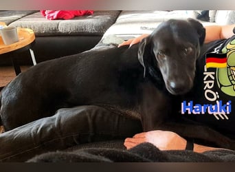 Haruki, 11/18 - VERMITTLUNGSHILFE, sucht DRINGEND
