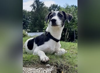 Zazu, kleiner Kerl mit großen Potential