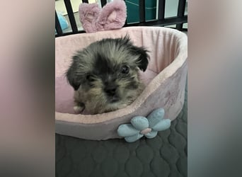 Maltipoo - Welpen - Rüden und Hündin