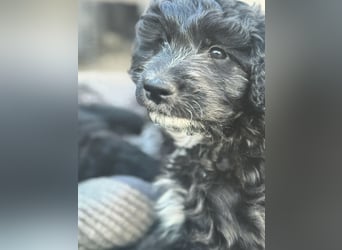 Labradoodle Ich bin der letzte aus diesem Wurf
