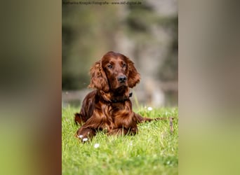 Wunderschöne Irish-Setter-Rüden