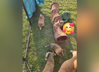 Shiba inu Welpen.   vom Haus Joe   ,Liebhaberzucht