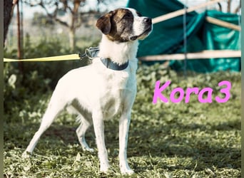 Kora3 08/2019 (ESP) - verspielte und kluge, hübsche Boxer-Mix Hündin!