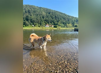 Kokette 3/4 Shiba Inu 1/4 Beagle Hündin Aiko (1,8 Jahre alt)