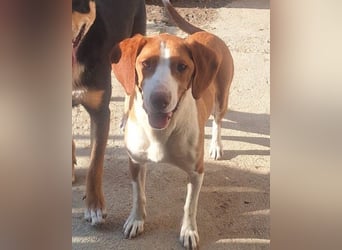 ♥ Rosie ♥ liebevolle, hübsche, aktive Bracken-Lady