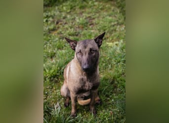 KARA - die brave, ruhige + gelehrige Hündin möchte so gerne deine vierbeinige Begleiterin sein!