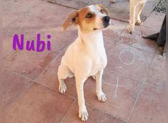 Nubi 06/2024 (ESP) - zauberhafte, verschmuste kleine Bodeguero-Mix Junghündin!