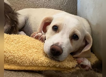 Rusty, geb. ca. 03/3025, lebt auf einer Pflegestelle in 40789 Monheim am Rhein