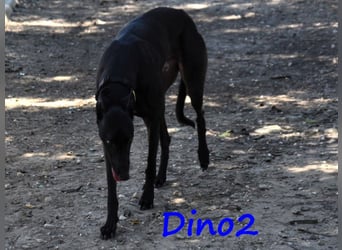 Dino2 03/2022 (ESP) - sehr verschmuster, aufgeschlossener und neugieriger Galgo Ingles!