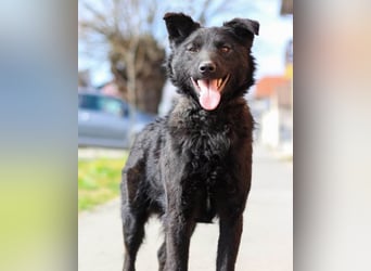 Lino ❤️ treuer, lieber Familienhund