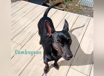 Camboyano 12/2022 (in Deutschland) - lustiger kleiner Pinscher-Mix!