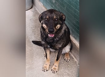 Doris Schäferhund Mischling Hündin Junghund sucht Zuhause oder Pflegestelle