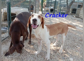 Cracker 10/2021 (in Deutschland) - verschmuster und treuer Rüde!