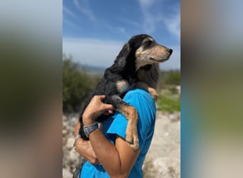 Franzl möchte euer Familienhund werden