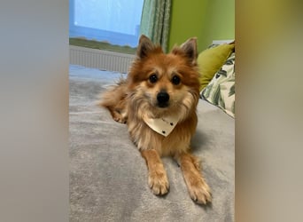 Tony SR - Ein treuer Begleiter sucht Zuhause