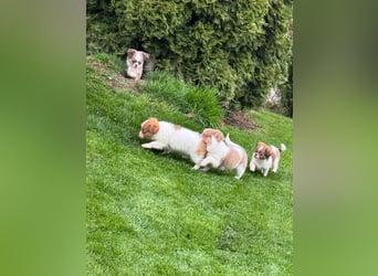 Chihuahua Welpen