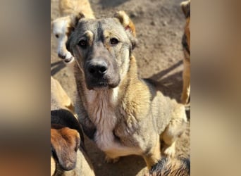 LILY❤️HSH-Mix-Hündin: eine echte Herzensbrecherin & sanfte Seele