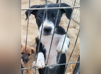 Wunderbare ♥♥ Wilma ♥♥ wartet bereits in 04157 Leipzig auf ihre Für-Immer-Menschen