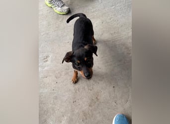 Kritzel, ein kleines Pinschermädchen, sucht ihre Menschen