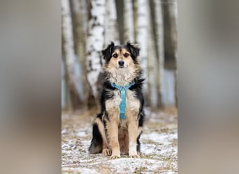 Menschenbezogener Remi sucht seine Familie
