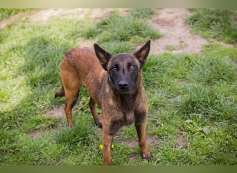 AVANI - das hübsche Malinois-Mädchen sucht eine hundeerfahrene Familie!