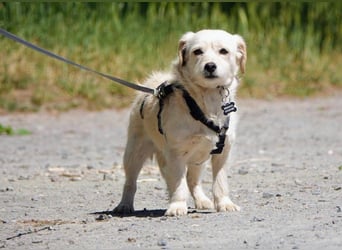 Babette, Mix Podengo / Terrier, lieb und verträglich